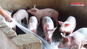 Ứng phó với diễn biến mới của dịch tả heo châu Phi