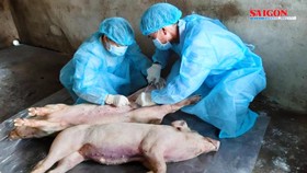 Long An là địa phương thứ 12 ở ĐBSCL công bố bệnh dịch tả heo châu Phi