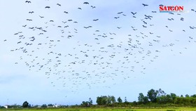 Đàn chim “lạ” hàng ngàn con xuất hiện ở Quảng Trị