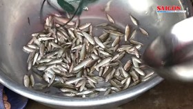 Cá linh non mùa... lũ muộn