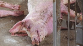 Cà Mau: Phát hiện heo bị dịch lở mồm long móng tại lò giết mổ