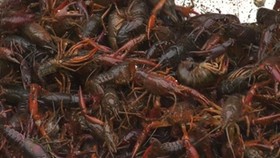 Cà Mau tăng cường kiểm soát tôm càng đỏ