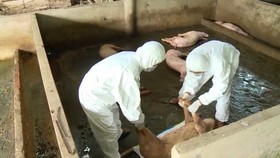 Dịch tả heo châu Phi “tấn công” đàn heo của Trung tâm giống nông nghiệp Cà Mau