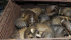 One of the pangolin cages found in the police raid. (Photo provided by local police)