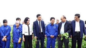 Prime Minister Nguyen Xuan Phuc (second from right) visits a field of the Dong Giao Foodstuff Export JSC in Ninh Binh province. (Photo: VNA)