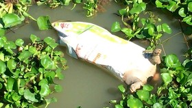 Pig dies en mass in Can Tho City possibly because of foot- mouth disease