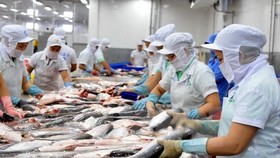 Tra fish processed for export (Photo: VNA)
