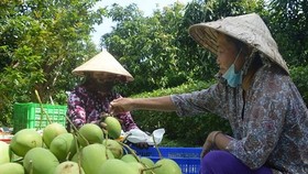 Vietnam officially begins mango exports to US