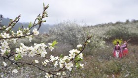 Ban flowers in Son La (Source: Internet)