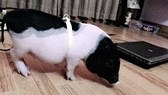 Control over ornamental pig sale tightened amid African Swine Fever