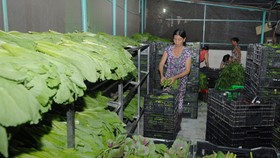 Vegetable cultivation in HCM City’s Cu Chi district has helped reduce poverty in the area (Photo: VNA)