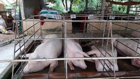 Vietnam spends $15 mln to subsidize pig breeding farms amid outbreak of ASF