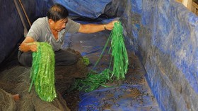 Mud-free eel breeding becomes commercial success amid African Swine Fever