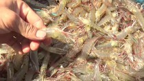 Shrimp exports reach $1.93 billion in first eight months of 2019