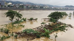 Rise of water level on Hong River destroy vegetable and flower crops.
