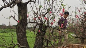 The plum and cherry blossoms are in good harvest which made farmers so excited.