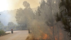 Vegetation fire occurs along Prenn Pass near Da Lat city (illustrative photo:SGGP)