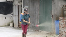 Spraying chemicals to sterilise breeding facilities (Photo: VNA)