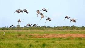 Red- headed cranes migrate to Phu My grassland