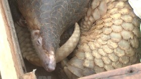 39 pangolins handed over to Cuc Phuong National Park