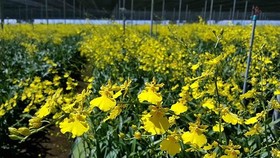 HCMC to kick off Orchid Festival