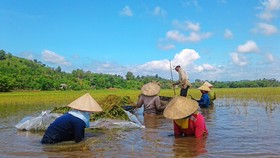ĐBSCL giảm trồng lúa để phù hợp với biến đổi khí hậu