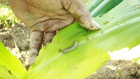 “Kẻ hủy diệt” sâu keo mùa thu gây hại cây bắp ở Quảng Ngãi
