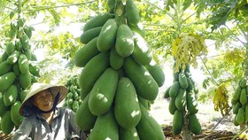 Vườn đu đủ xanh ngắt trĩu trái ở Quảng Ngãi