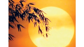 Những rằm trăng ấu dại