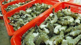 Cải thiện sinh kế 10.000 hộ nuôi tôm sú quảng canh