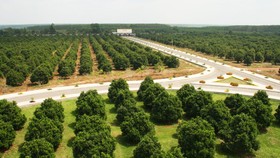 Trang trại trồng gần 120ha mít của Vinamit ở huyện Phú Giáo, tỉnh Bình Dương