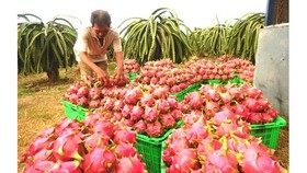 New Zealand hỗ trợ xây dựng chuỗi giá trị trái thanh long xuất khẩu