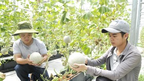 Dưa xuất khẩu trồng tại huyện Củ Chi, TPHCM. Ảnh: CAO THĂNG