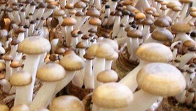 Thành lập phòng thí nghiệm các loại nấm