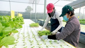 Trồng rau công nghệ cao của nông dân huyện Hóc Môn