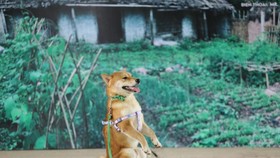 Tìm được “diễn viên 4 chân” cho dự án điện ảnh “Cậu Vàng“