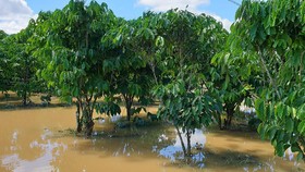 Nước lũ gây ngập nặng ở TP Bảo Lộc