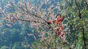 Năm nay, mùa đông “ấm” và mùa xuân đến sớm