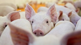 Dịch tả heo châu Phi đã xuất hiện tại Việt Nam?
