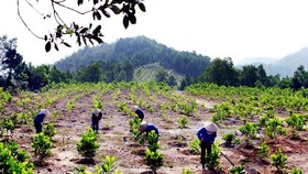 Hơn 28.000 tỷ đồng bảo vệ rừng Tây Nguyên
