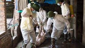 Ban Bí thư chỉ thị về phòng chống dịch tả heo châu Phi
