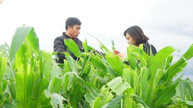 15.000ha bắp bị sâu keo mùa thu phá hoại