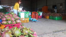 Thanh long Bình Thuận sau thời gian tăng giá cao kỷ lục nay bất ngờ giảm giá sâu.
