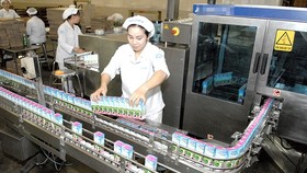 Dairy production at Vinamilk. (Photo: SGGP)