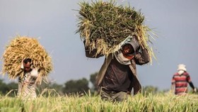 The European Commission (EC) is likely to impose tariffs on rice coming from Cambodia and Myanmar (Photo: www.ansa.it)