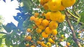 Orange orchards laden with fruits wait for Tet sale