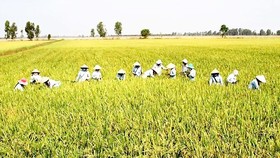 Winter-spring rice crop faces poor consumption