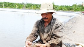 Shrimps, the key export product, have not showed their full potential (Photo:SGGP)