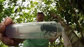Eli Wyman, a member of the research group from the US’ Princeton University holds a tube with a Wallace's giant bee, which was discovered in North Moluccas islands in northeast Indonesia (Photo: AFP/VNA)