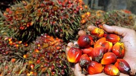 Fruit palm at a garden in Medan, Indonesia (Photo: AFP/VNA)